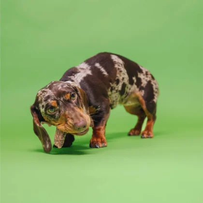 VegDog-vegane-Zahnpflege-fuer-Hunde VegDog-vegane-Zahnpflege-fuer-Hunde