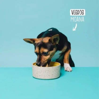 VegDog-veganes-Hundenassfutter-Adult VegDog-veganes-Hundenassfutter-Adult