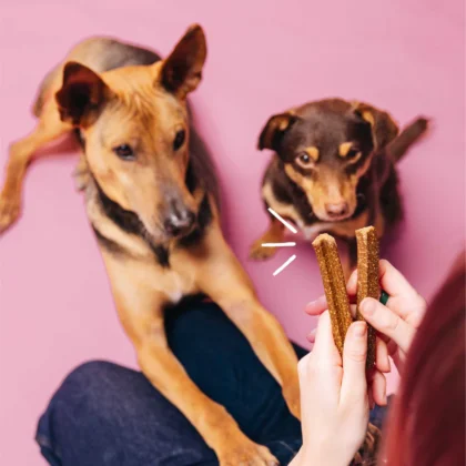 Vegdog-vegan-Dog-Food-Mobilities